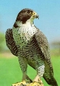 C:\Users\user\Downloads\5fe2a8862643396f9fae18816818deee--peregrine-falcon-birds-of-prey.jpg